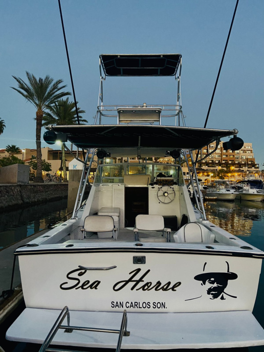 Sea Horse